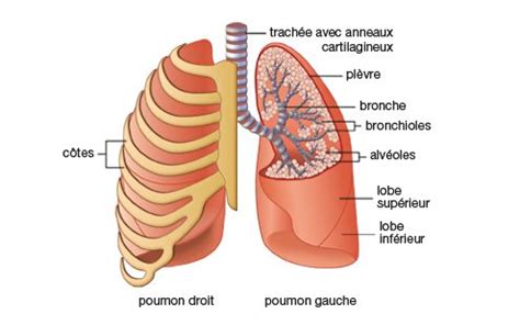 Cancers de la plèvre (mésothéliomes). Explorations thorax : scanner, fibroscopie, endoscopie Hôp ...