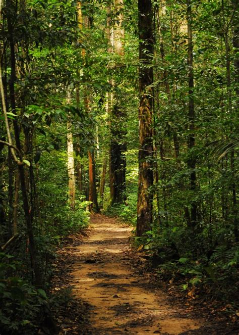 Que Tal Conhecer As Florestas Ao Redor Do Mundo Sem Sair De Casa