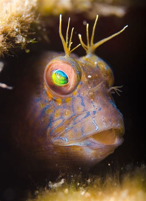 Blenny By Leighd On Deviantart Beautiful Sea Creatures Marine