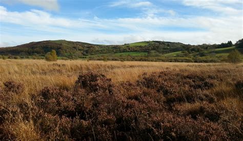 Natural Resources Wales Celebrate The Beauty Of Bogs On International