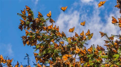 Santuarios Del Estado De México Para Ver A Las Mariposas Monarca Escapada H