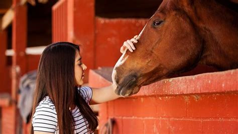 Dabei ist fieber selbst keine erkrankung, sondern lediglich ein symptom. Fieber beim Pferd behandeln | tiergesund.de