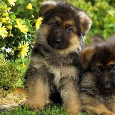 The tiniest and the cutest yorkshire terrier. The Miniature German Shepherd: Everything You Need to Know ...