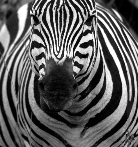 file zebra in black and white wikimedia commons