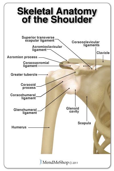 These are the supraspinatus, infraspinatus, teres. The bones and ligaments of the shoulder and rotator cuff ...