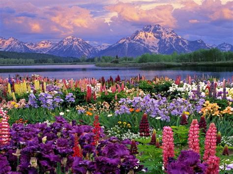 Mountains Landscapes Flowers Garden Scenic Lakes Wildflowers Wild Desktop 2560x1600 Hd Wallpaper ...