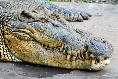 Worlds Largest Crocodile Ever Caught