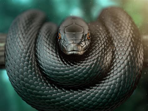 Black Mamba Snake Wallpapers Top Free Black Mamba Snake Backgrounds