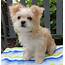 Morkie Puppies For Sale  Kouts IN 280714 Petzlover