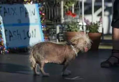 Worlds Ugliest Dog Is Crowned In California Photos Modela