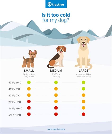 How Cold Is Too Cold For Dogs Tips For Dogs And Cold Weather Tractive