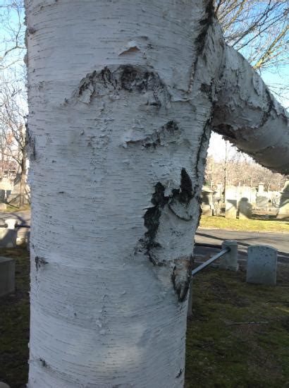 Paper Birch Yale Nature Walk