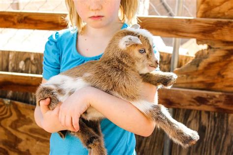 How To Take Care Of Baby Goats How To Take Care Of Goats Lmpgfjalnk