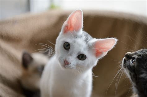 Kamloops To Tackle Cat Overpopulation With Petsmart Charities Of