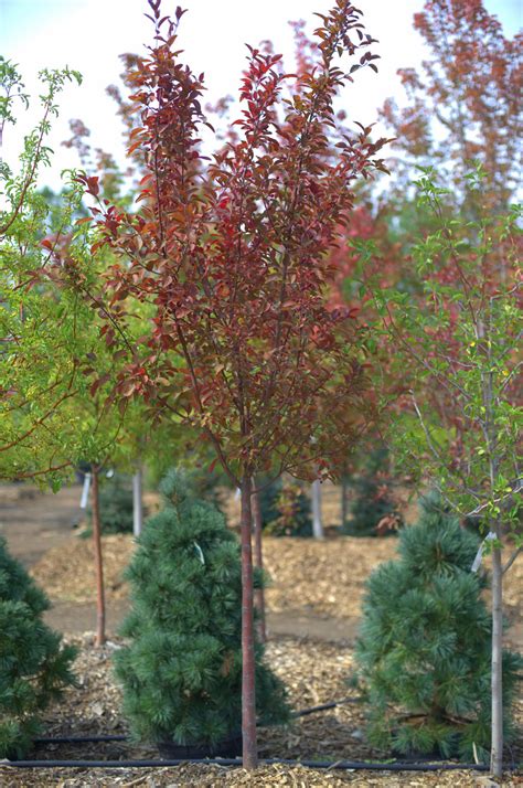 'purple prince' was developed by those nice people at j. CRABAPPLE PURPLE PRINCE For Sale in Boulder Colorado