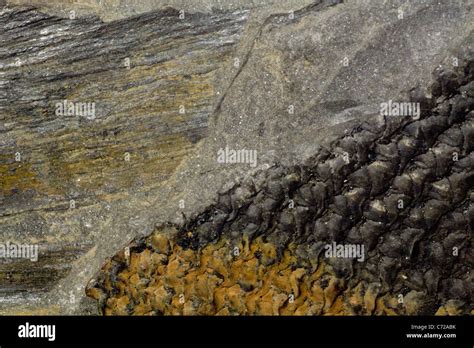 A Close Up Of Fossilized Tree Bark Stock Photo Alamy