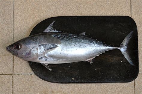 Mancing disini gak bikin jenuh, spotnya indahподробнее. Gambar Lucu Ular Kacang Panjang Kepala Ikan Asin