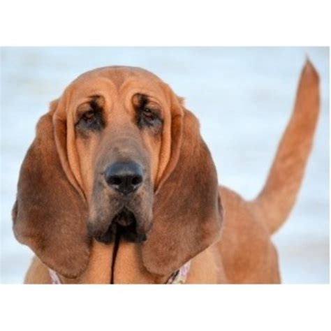 Quality bloodhound puppies for sale, bloodhounds for tracking, bloodhound puppy for a loving pet. Caan Do Hounds, Bloodhound Breeder in Plainview, Texas