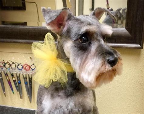 3:43 visualtv live 1 640 просмотров. About - Frisco Pet Grooming
