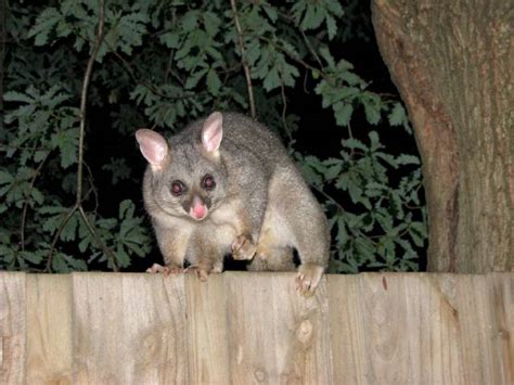 Environmental justice australia are lawyers for nature and community. Australian Possums Friend or foe? - Birds Off