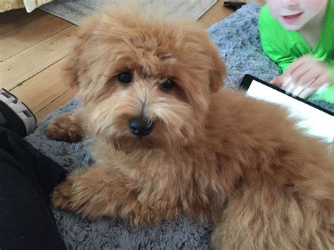 Maybe you would like to learn more about one of these? Motzi the Havanoodle (Havanese/poodle) | Cute puppies ...