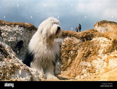 Digby The Biggest Dog In The World Date 1973 Stock Photo 156931782