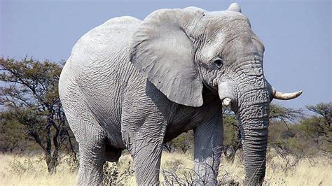 Gajah Putih Adalah Julukan Untuk Negara Pimento