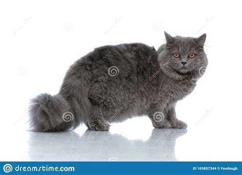 British Longhair Cat Standing And Staring At Camera Stock Photo Image