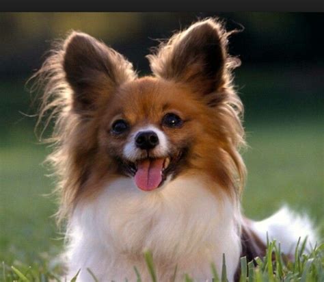 Size smallest small small to medium medium large giant characteristics smartest hypoallergenic fluffy best guard best family best for kids low shedding healthiest police dogs most calm quietest color white black grey brown blue red coat hairless short long origin japan china australia germany italy united. CUTE long haired chihuahua . | Papillon dog, Papillon ...