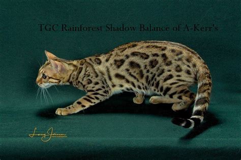 Home about us bengal info kitten info our clients studs queens available blog shopping contact. Bengal Kittens For Adoption In Ohio