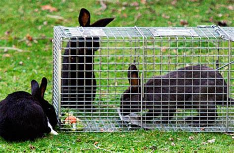 Rabbit Hunting The Best Methods And Tips For Success Rangermade