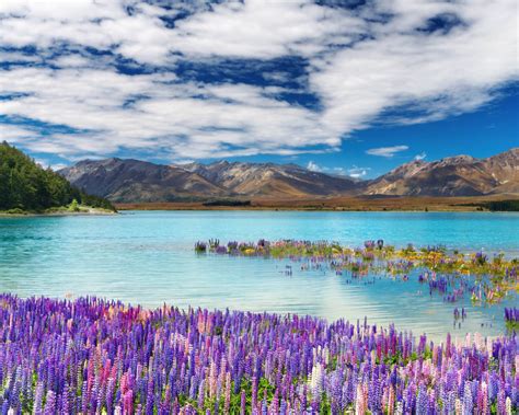 Lake Tekapo Town In The South Island New Zealand Spring Flowers Lake
