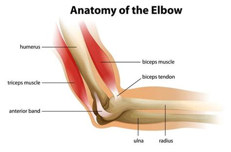 The outermost of these is the extensor carpi radialis brevis, which runs down the thumb side of the posterior forearm, crosses through the wrist joint, and attaches to the proximal end of the third metacarpal, the long bone of the. Did Your Elbow Pop While Lifting Something Heavy? How to ...