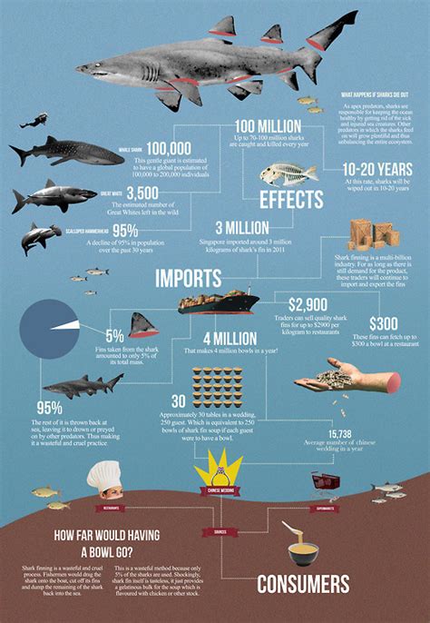Shark Finning Infographics