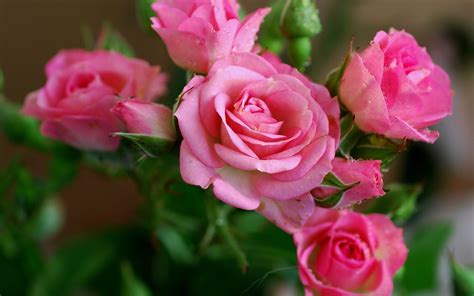 Nature Wallpaper With Pink Rose Flower Pictures Hd Wallpapers