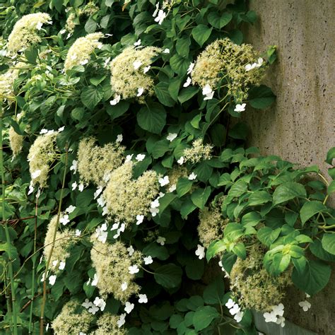Taken individually, these hydrangea blossoms lack impact, but the sheer profusion of flowers make the climbing hydrangea a stunning showpiece in the garden. Climbing Hydrangea