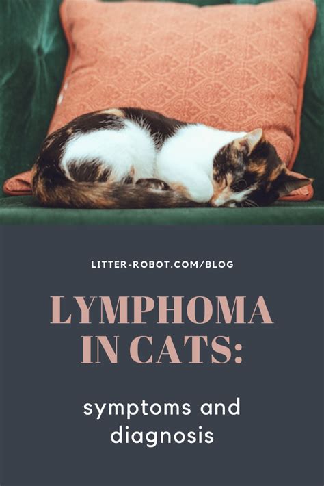 Unlike dogs and humans, lymphoma in cats primarily affects the gastrointestinal tract. Lymphoma in Cats: Symptoms & Diagnosis | Cancer in cats ...