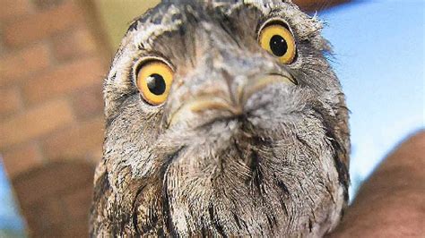 Freedom Will Be A Hoot For This Tawny Frogmouth The Courier Mail