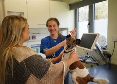 Take dewsbury, in west yorkshire, for example, where most people aren't registered with an nhs dentist. Pet dentistry at Edgewood Veterinary Group in Essex