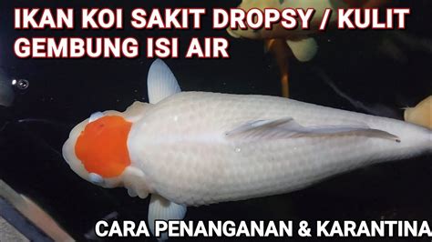 Cara Mengobati Ikan Koi Sakit Dropsy Gembur Gembung Isi Air Youtube