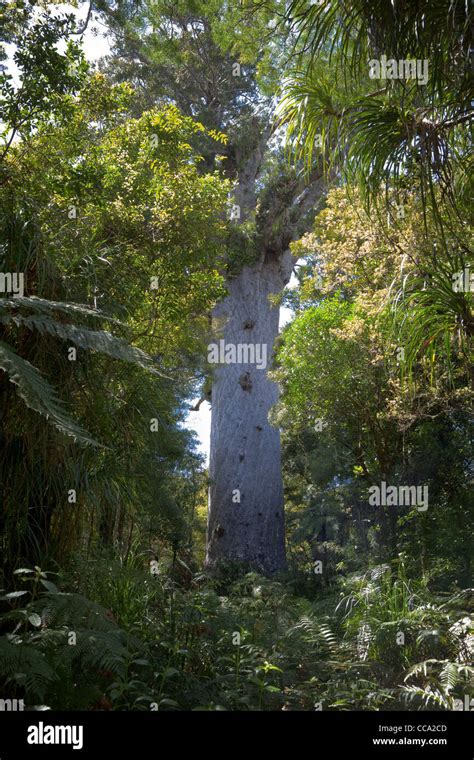 New Zealand Tane Mahuta Largest Living Kauri Tree Stock Photo Alamy