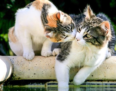 Adopter Un Deuxième Chat Bien Gérer La Cohabitation Entre Deux Félins
