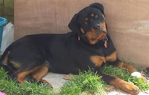 Now, let's get just a little bit deeper into genetics. Beautiful Rottweiler female puppy | Rochester, Kent ...