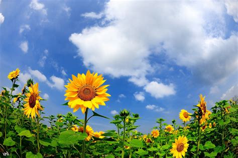 Wallpaper Sunlight Nature Sky Field Yellow Cloud Flower