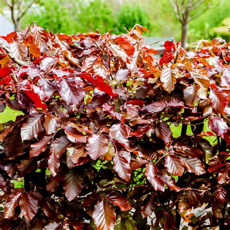 25 Copper Purple Beech Hedging 30 60cm Beautiful Strong 2yr Old Plants