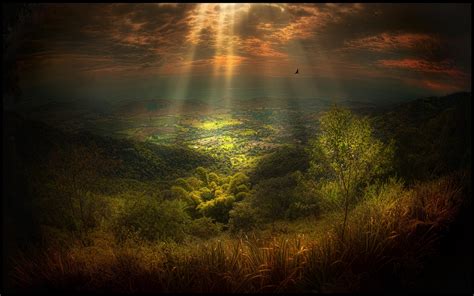 Fond Décran Lumière Du Soleil Des Arbres Paysage Forêt Des