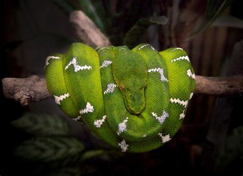 Daintree Rainforest Snakes Rainforest Animal