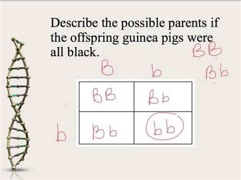The show, characters, and other spongebob stuff. Mendelian Genetics and Punnett Squares | High school biology, Punnett squares, Genetics