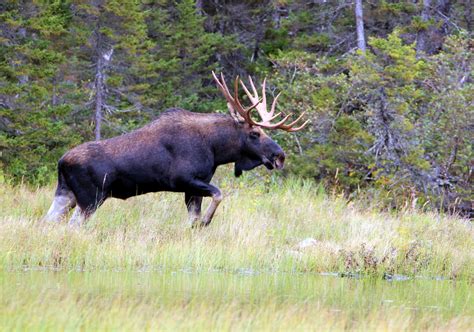 Photographing Moose In The Gaspésie Peninsula Wilderness Reflections