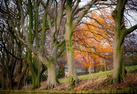 Autumn Trees Peak District England Stock Photo Image Of Light Nature